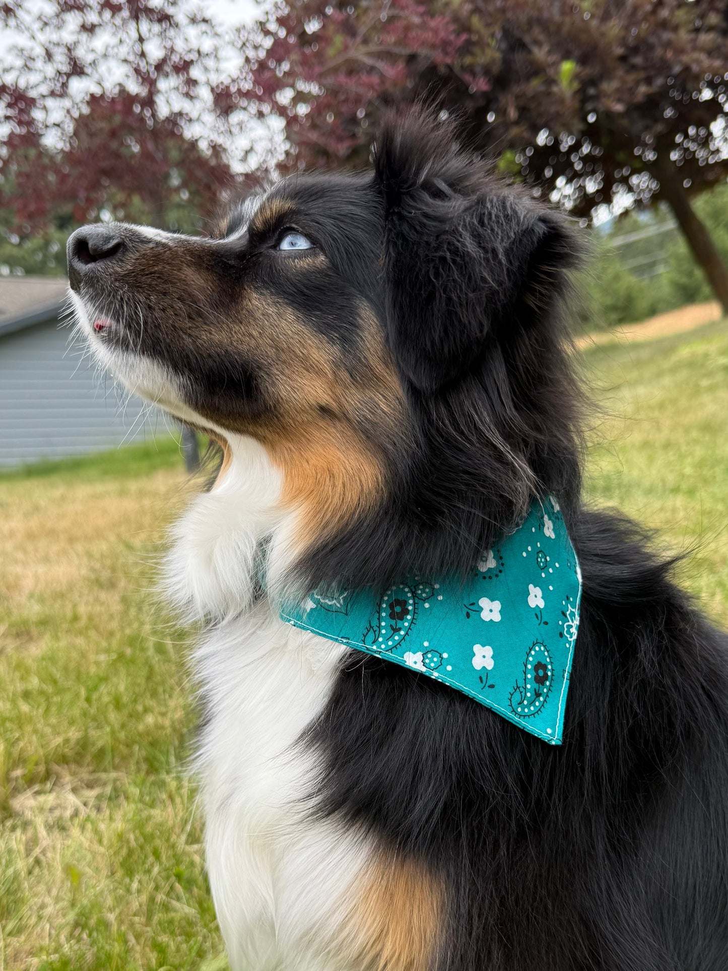 Dog Bandanna - Large